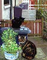 Backyard Buddies