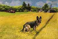 Farm Dog